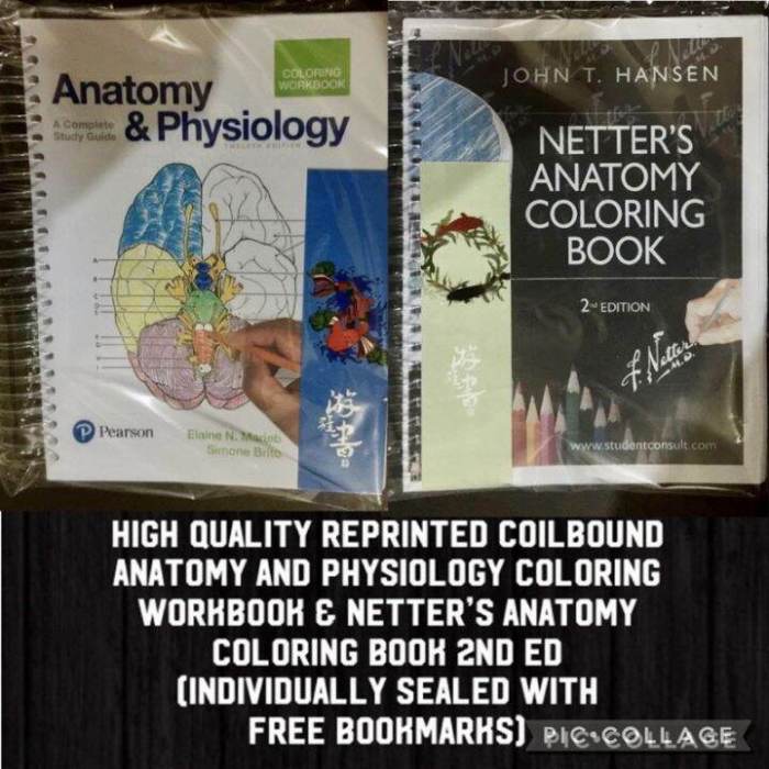 Netter's neuroscience coloring book 2nd edition