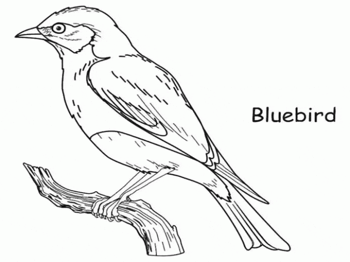 Animated bluebird coloring page