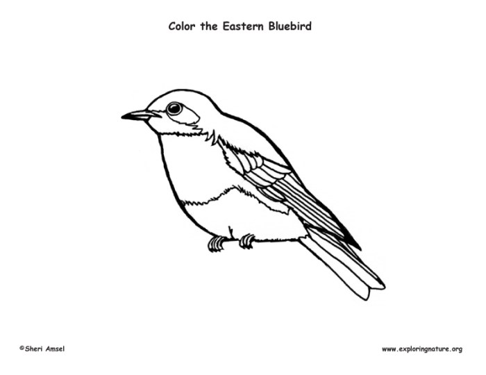 Animated bluebird coloring page