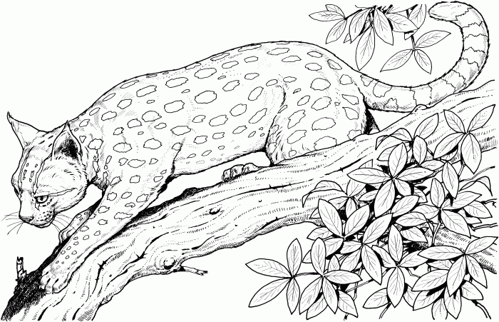 Free printable coloring pages wild animals