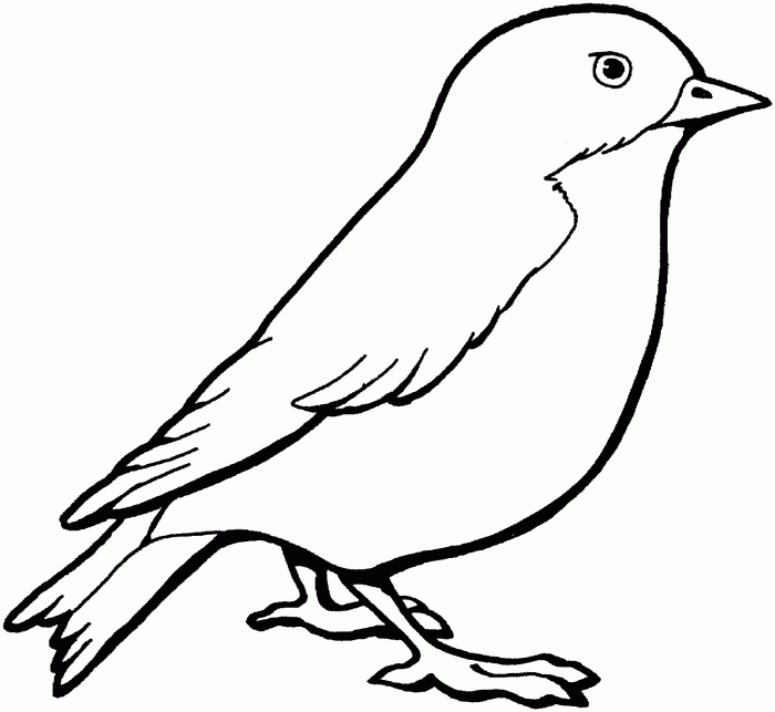 Bird coloring book printable